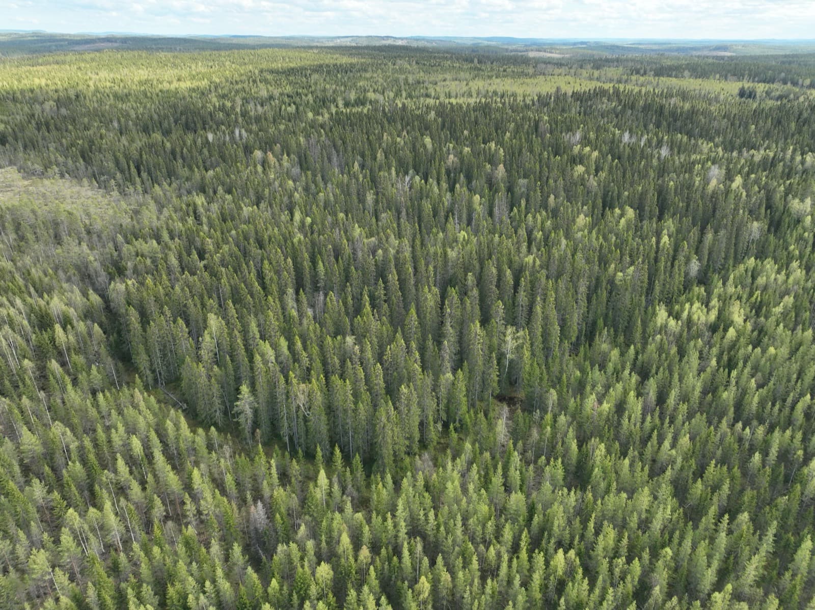 Källmyrskogen Habitat Forest