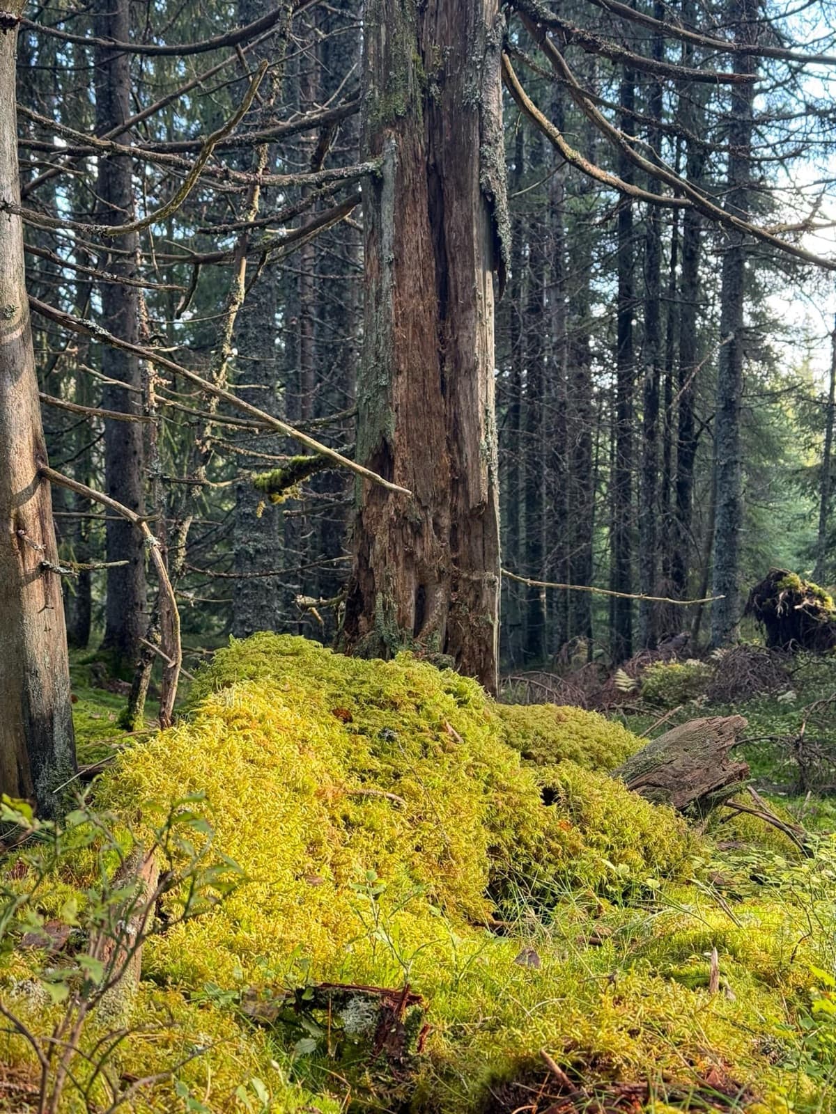Kloppmyra Habitat Forest