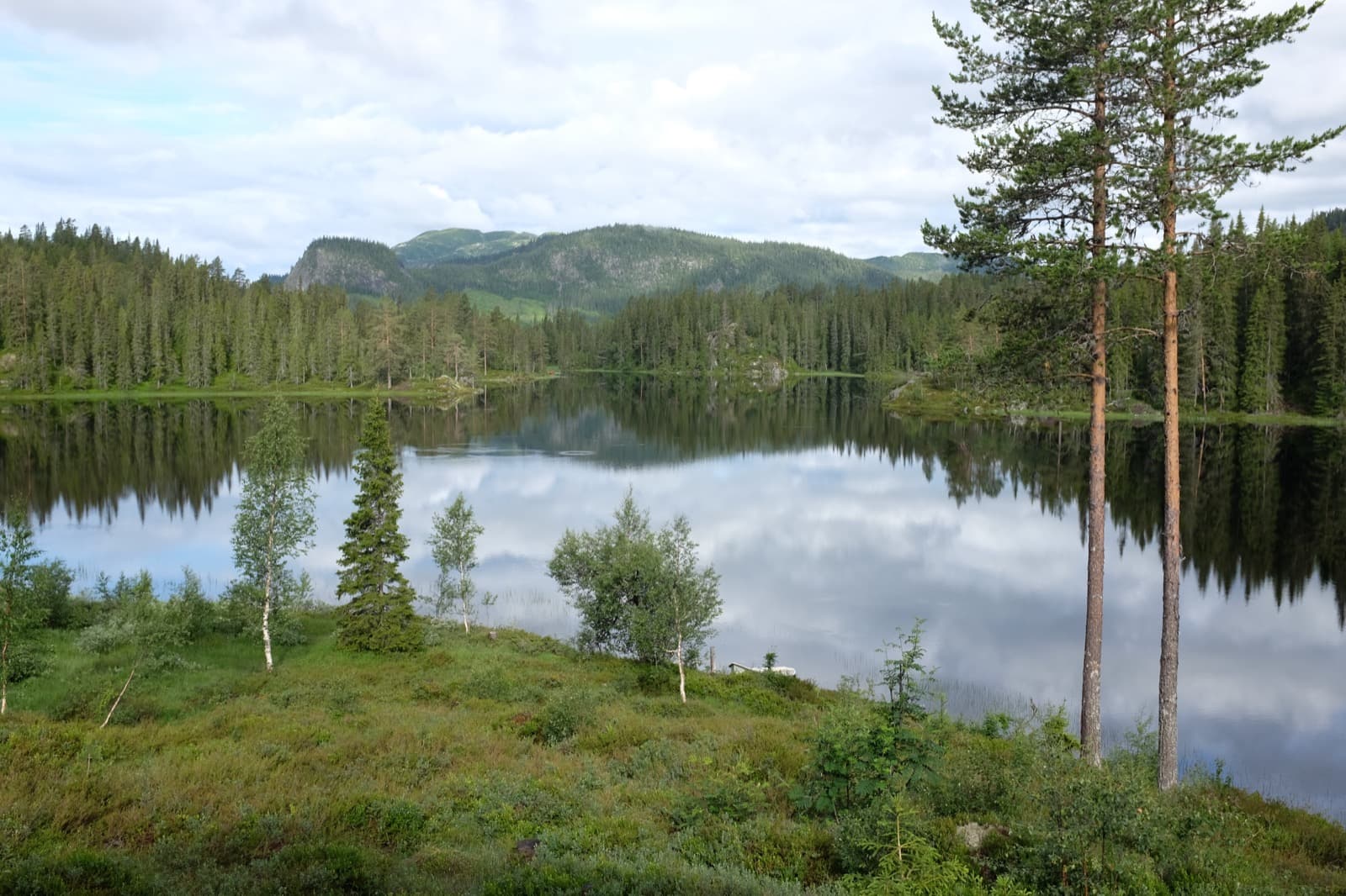 Kvistaul Habitat Forest
