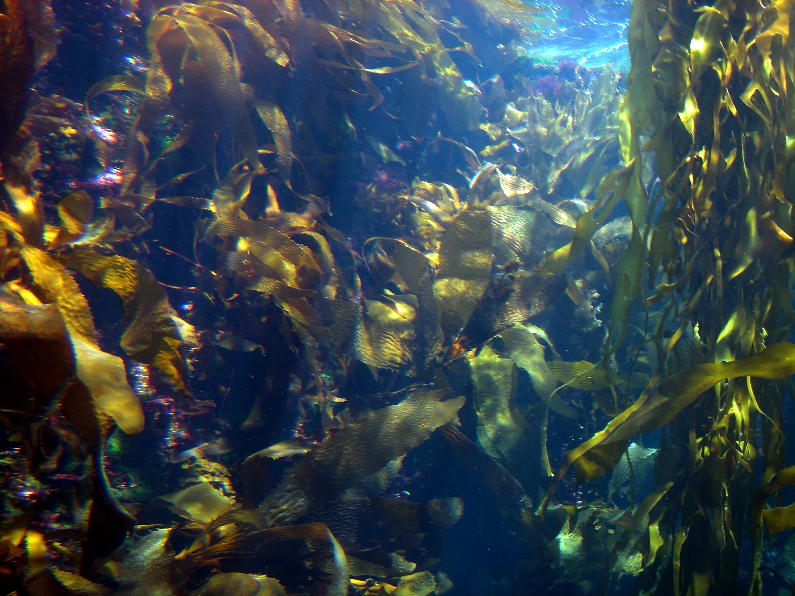 Lofoten Kelp Forest Restoration