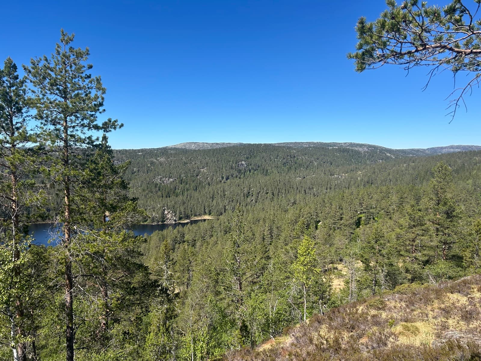 Ruggvikknutane Habitat Forest